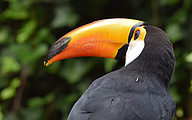 Toco Toucan (Ramphastos toco)